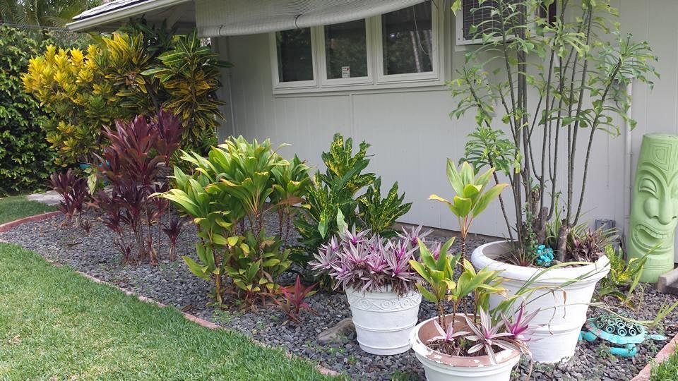 Paradise Palms B & B 카일루아 외부 사진